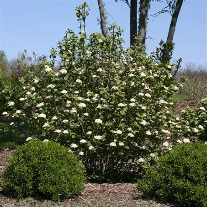 Do deer like viburnum?