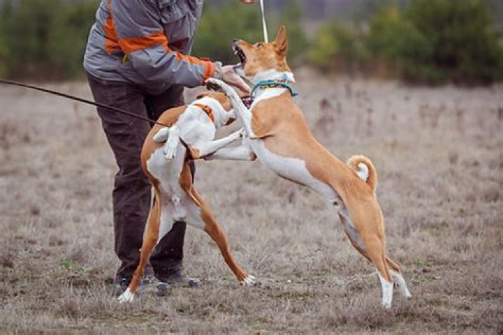 Do dogs grow out of aggression?