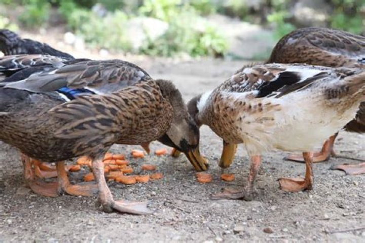 Do ducks eat nutsedge?