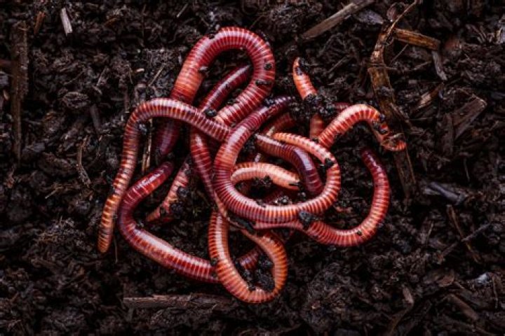Do earthworms make noise?