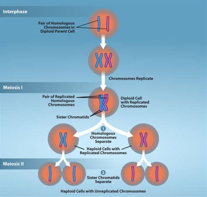 Do gametes undergo mitosis?