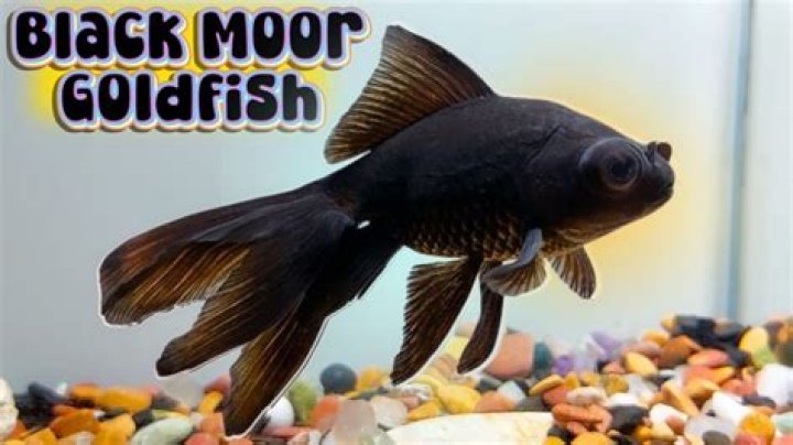 Do goldfish turn black when sick?