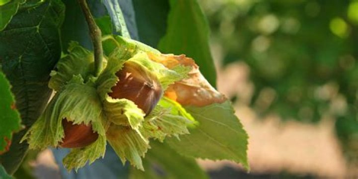 Do hazelnuts have selenium?