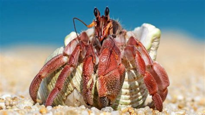 Do hermit crabs need saltwater?