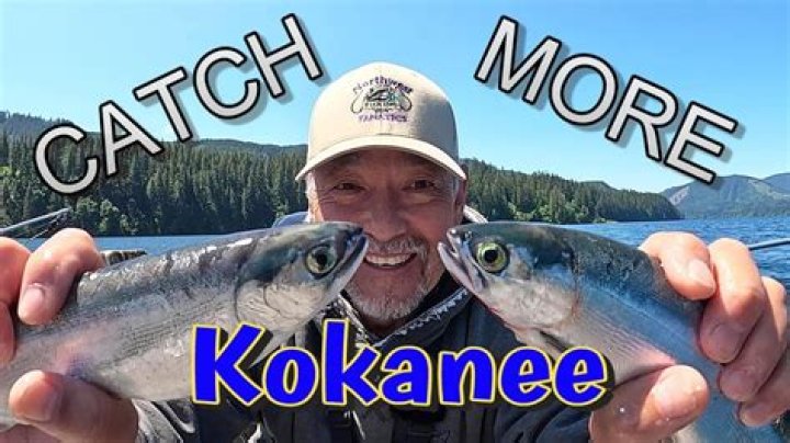 Do kokanee salmon eat worms?