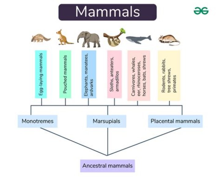 Do mammals have ectothermic?