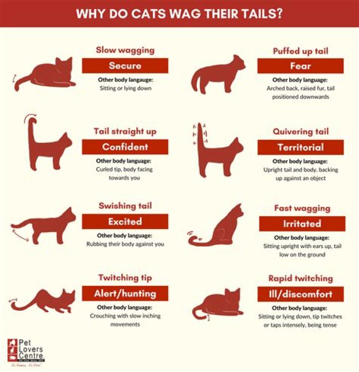 Do mangyan have tails?