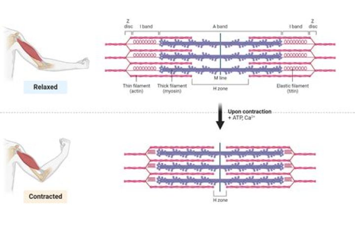 Do myofilaments shorten during contraction?