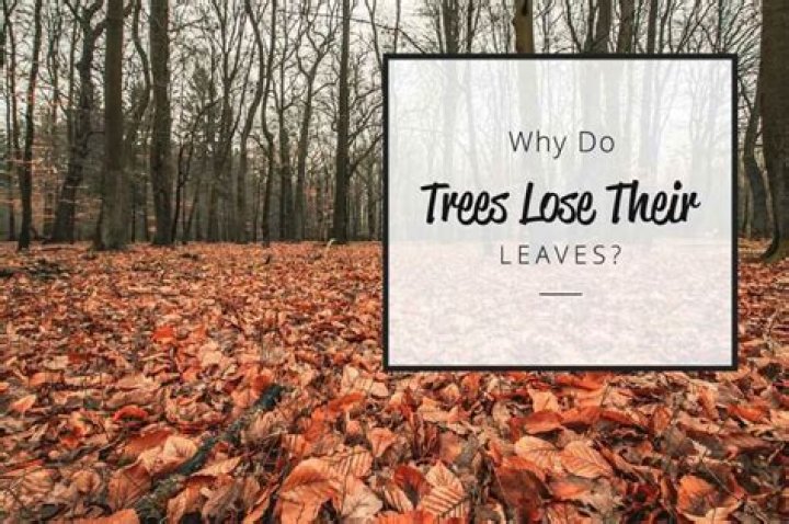 Do plane trees lose their leaves?