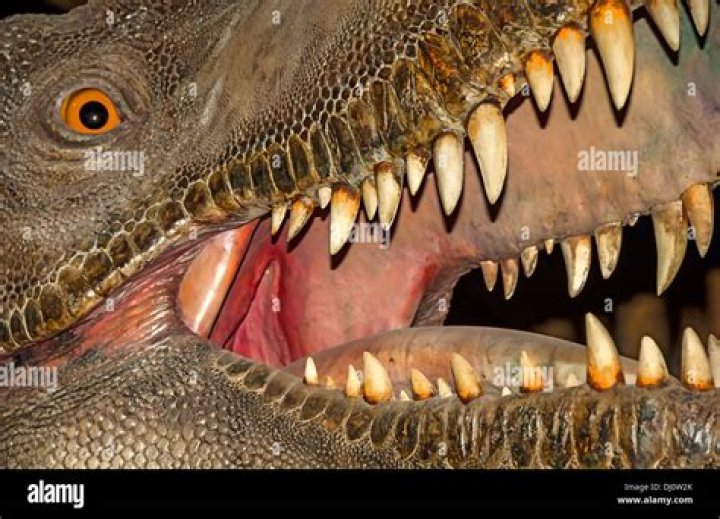 Do plant eating dinosaurs have teeth?