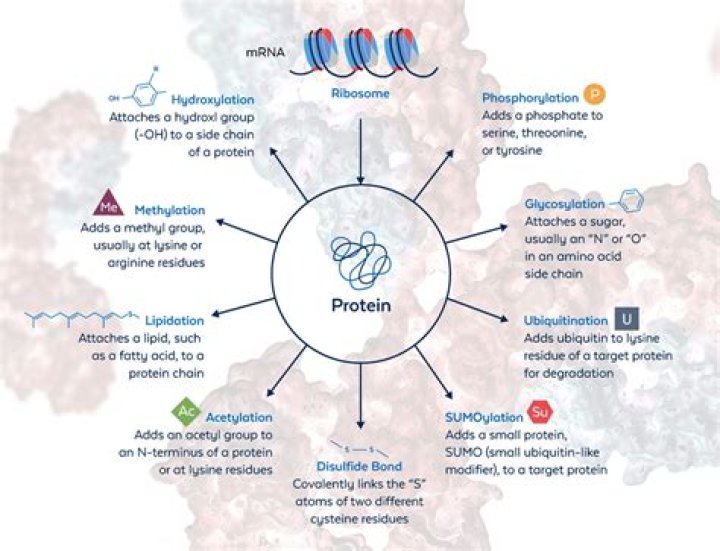 Do proteins are immunogenic?