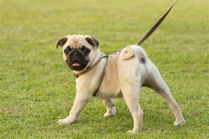 Do pugs have fits?