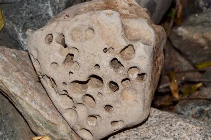 Do pumice and scoria have holes in them?
