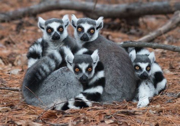 Do ring tailed lemurs migrate?