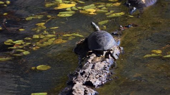 Do snapping turtles hibernate?
