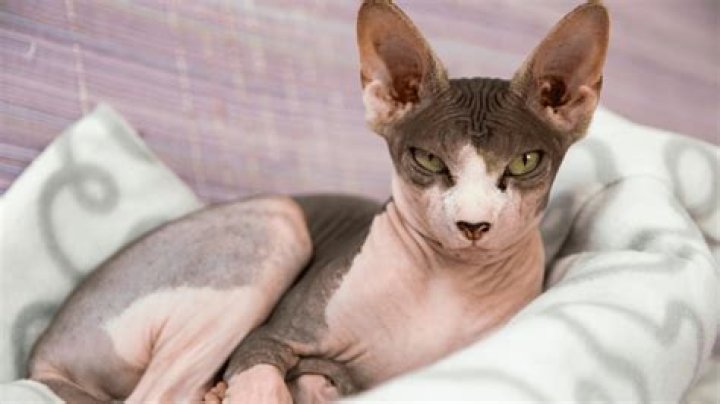 Do sphynx cats shed?