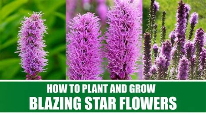 Do you cut back blazing star?