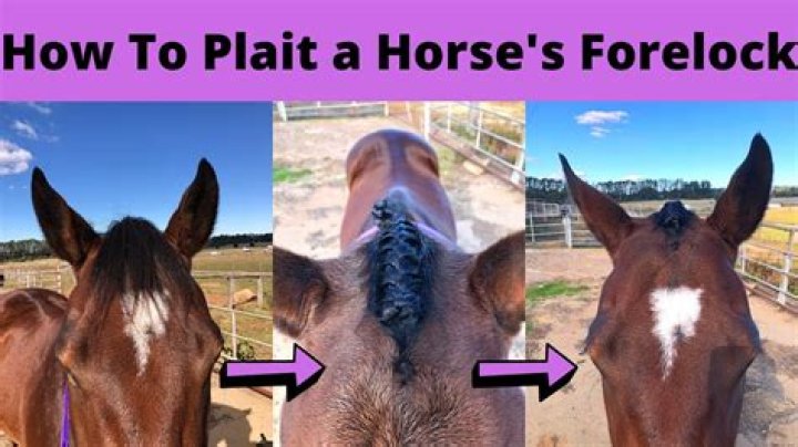 Does a horses forelock grow back?