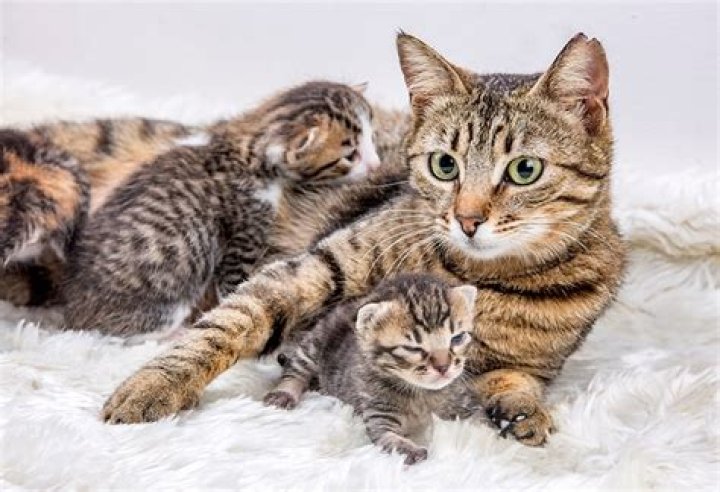 Does a mother cat miss her kittens?