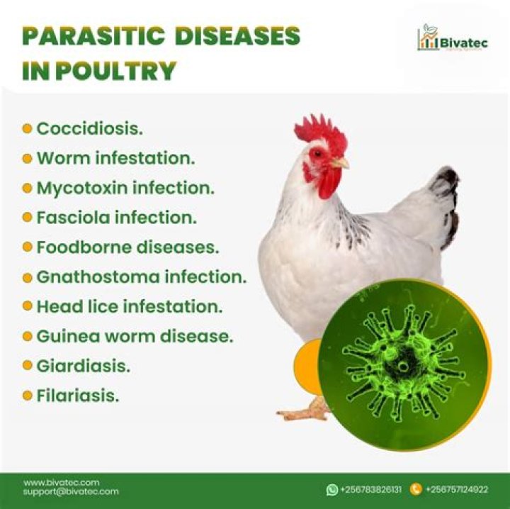 Does aflatoxin affect chicken?