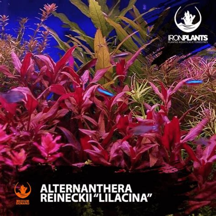 Does alternanthera reineckii need co2?