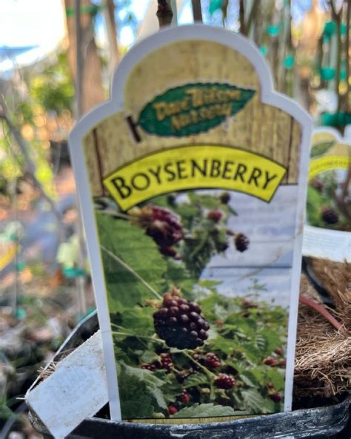 Does boysenberry have seeds?