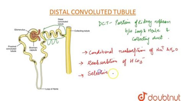 Does convoluted mean tangled?