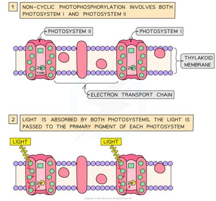 Does cyclic photophosphorylation produce atp?