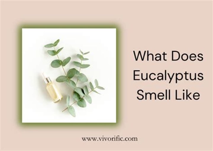 Does dried eucalyptus smell?