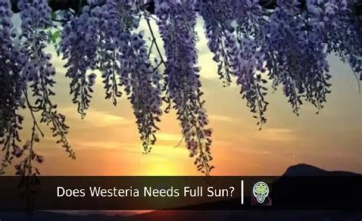 Does duranta need full sun?