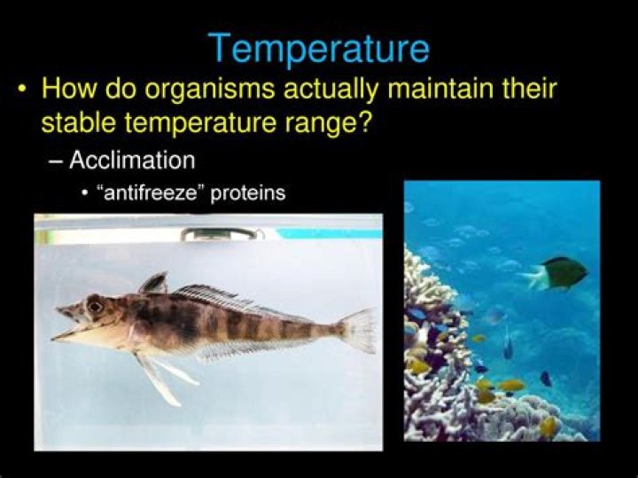 Does ectothermic mean cold blooded?