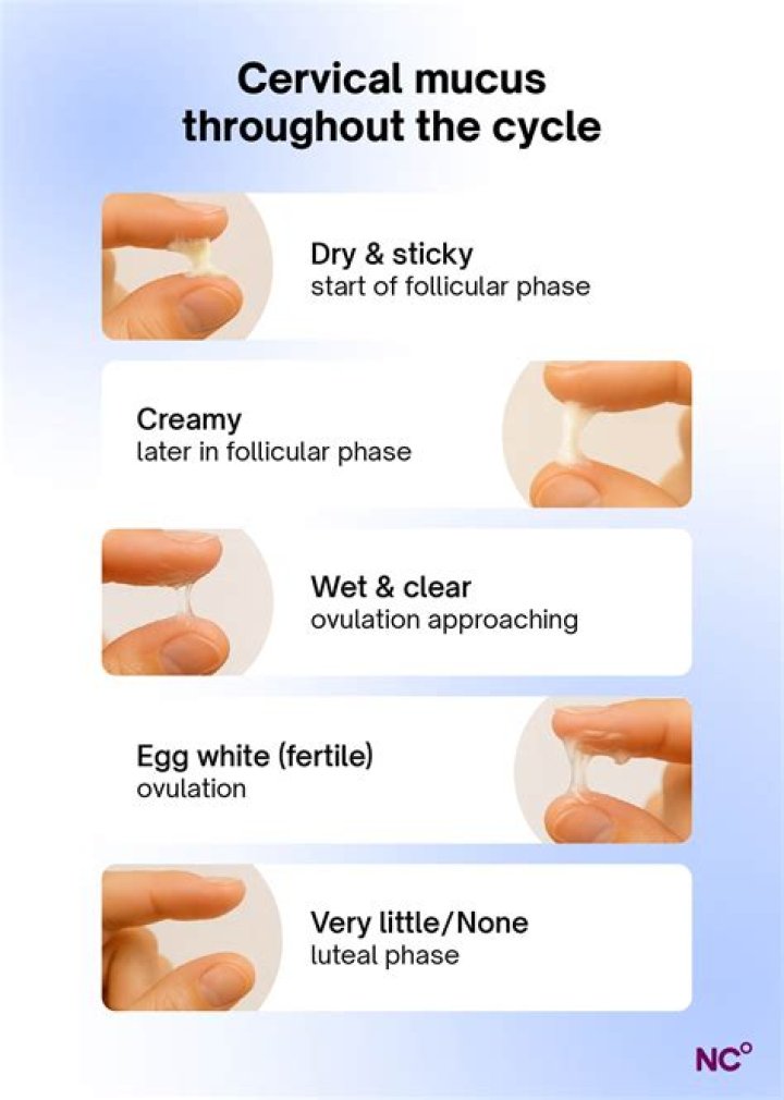 Does egg white cervical mucus mean?