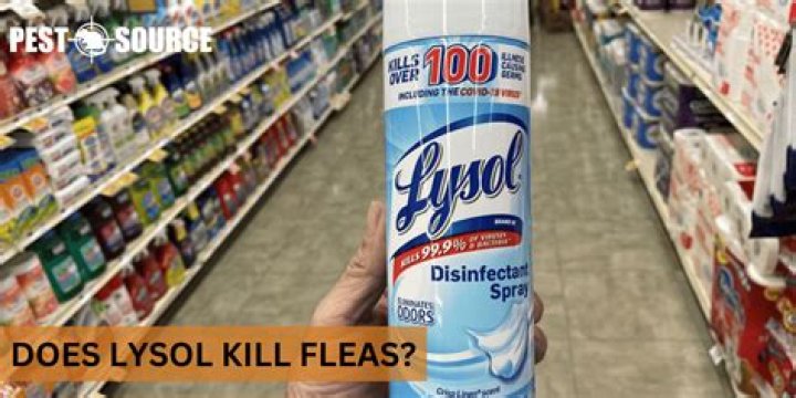 Does lysol kill fleas?