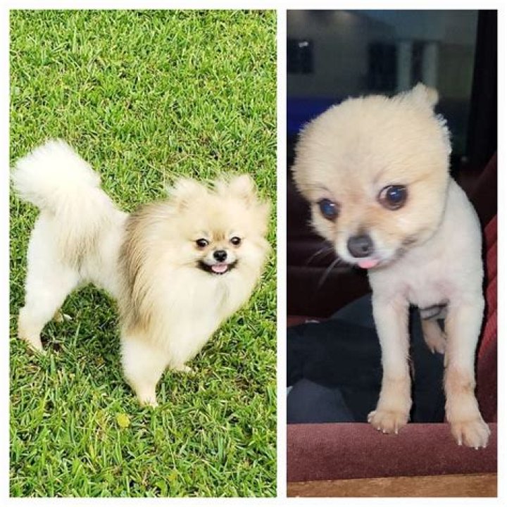 Does pomeranian tail grow back?