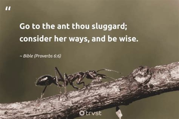 Does sluggard mean in the bible?