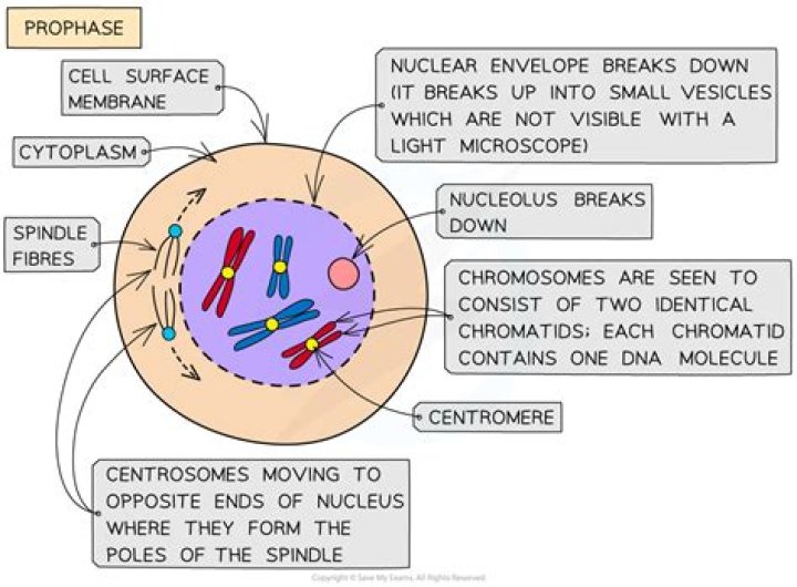 Does the nuclear membrane disintegrates during prophase?