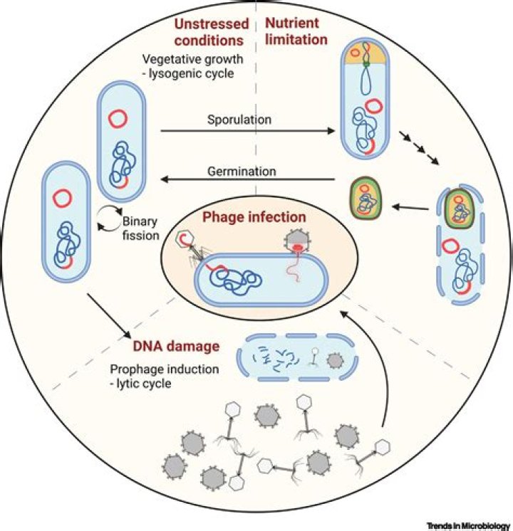 During a lysogenic infection the viral dna?