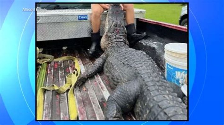 
During an alligator attack, Eric Merda, lost his arm in Manatee Lake, Florida 
