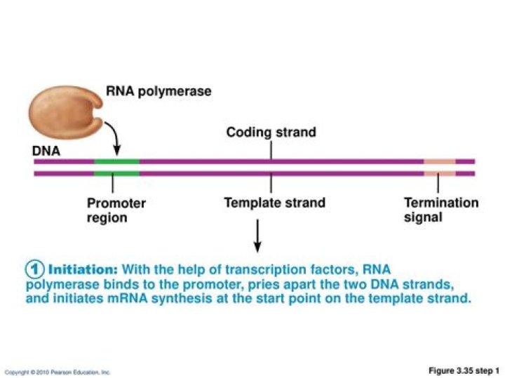 During expression of an operon rna polymerase binds to?