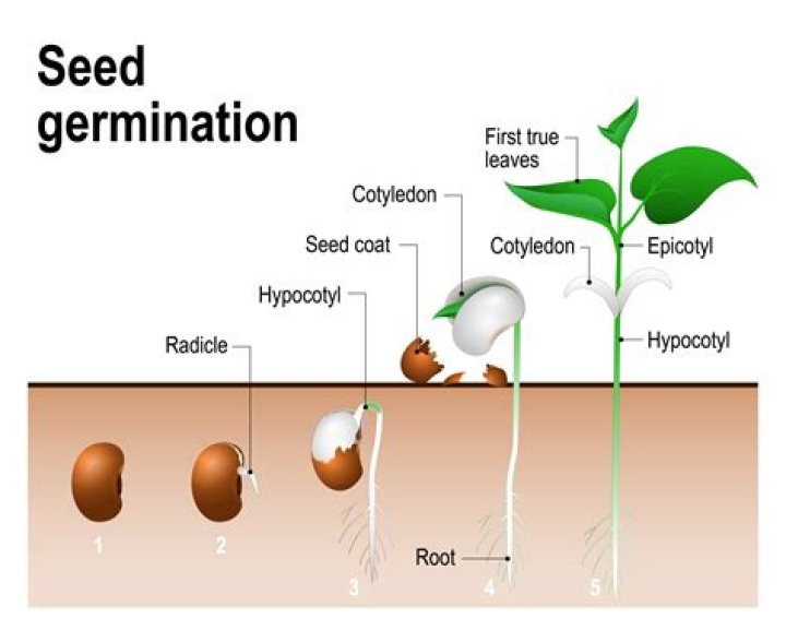 During germination of seeds radicle grows into?