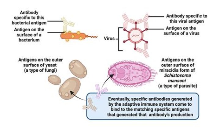 During infection which antibody is produced initially?