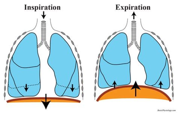 During inspiration in cockroach the respiratory passage is?