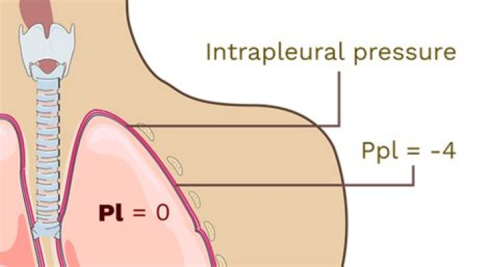 During regular breathing what is the intrapleural pressure (pip)?