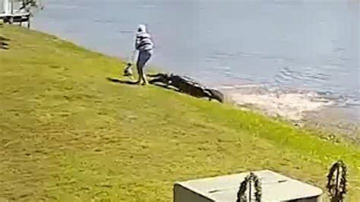 
Florida alligator attack video goes viral in wake of Gloria Serge’s death 
