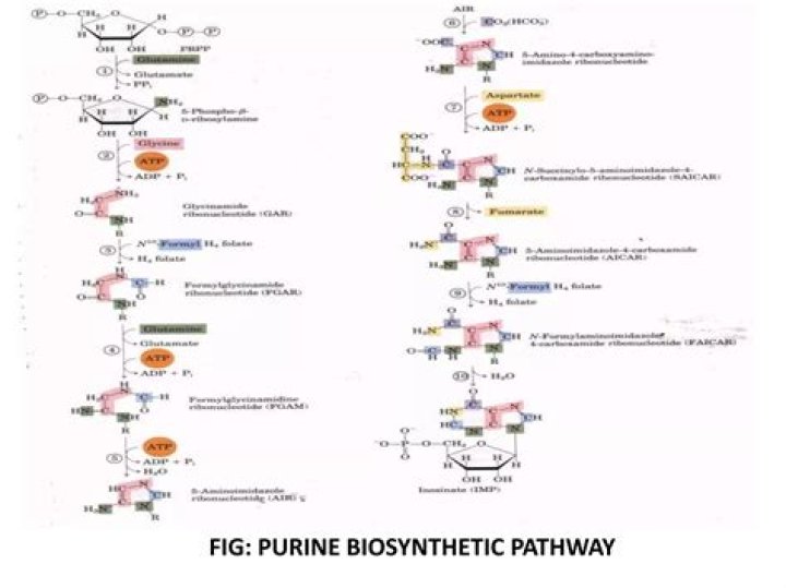 For purine biosynthesis which of the following is a required as substrate?