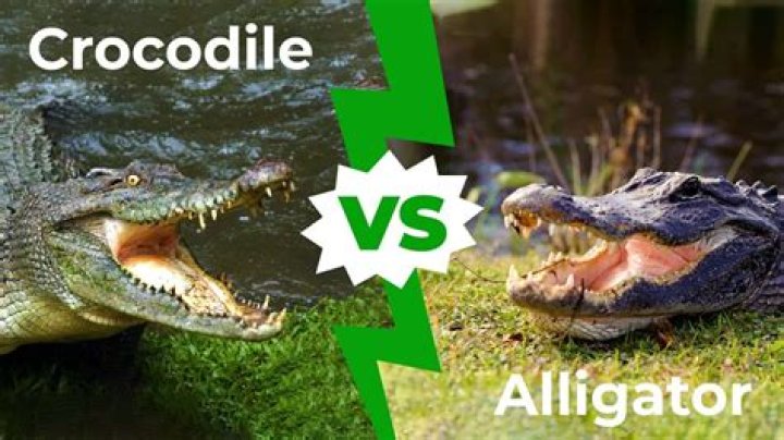 How aggressive are alligators?