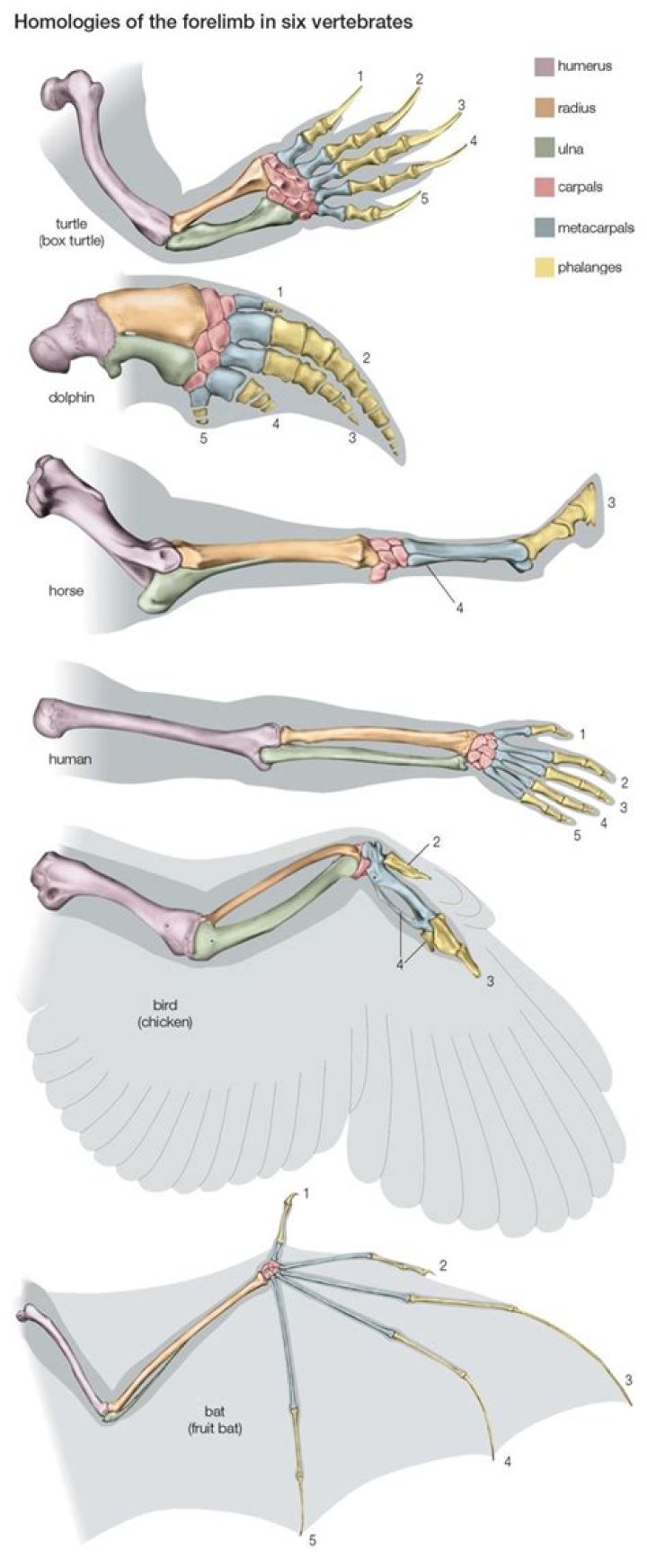 How are forelimbs different than hind limbs?
