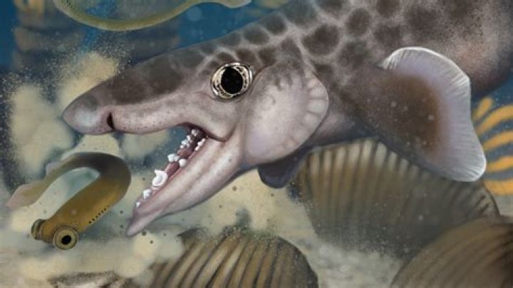 How bieber was discovered?