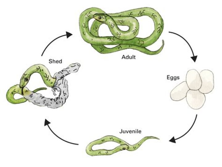 How do snakes grow and develop?
