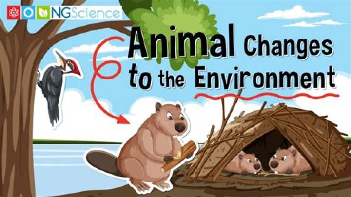 How do you react to changes in the environment?